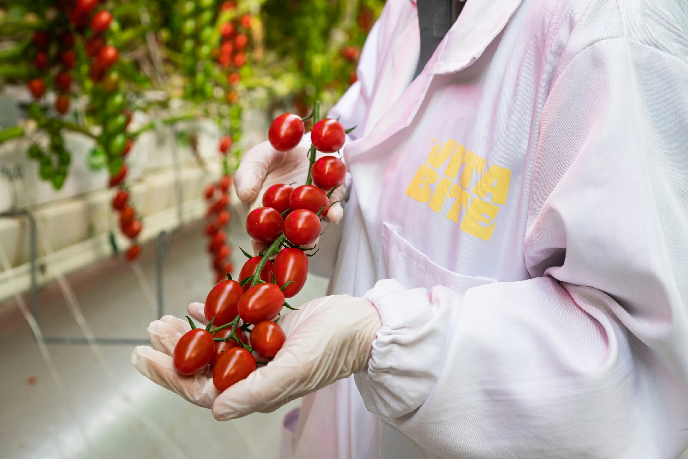 the person is holding up a bunch of red tomatoes