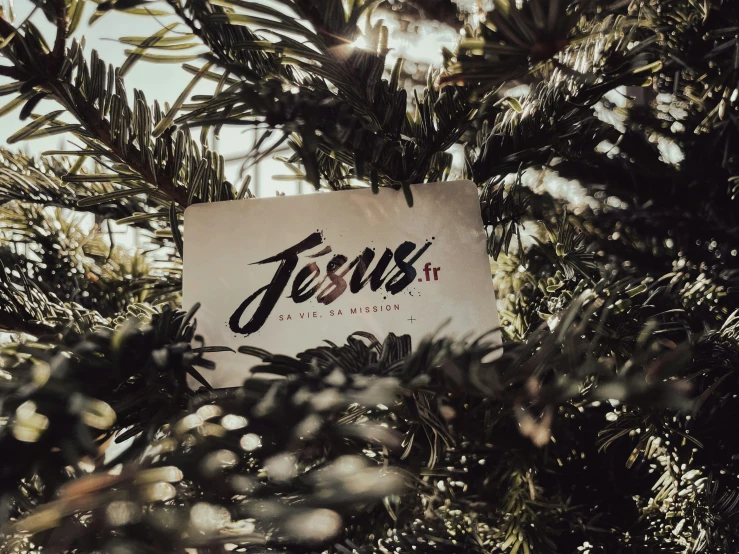 the name jesus on a sign through the palm leaves