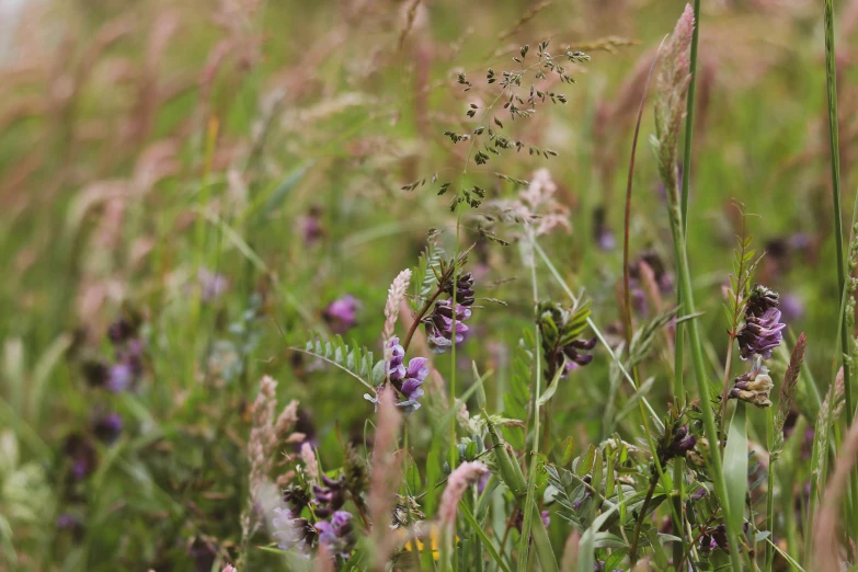 a meadow that has lots of flowers growing in it