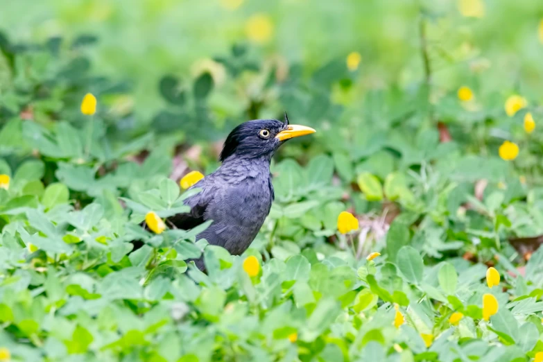 a bird stands near green and yellow flowers