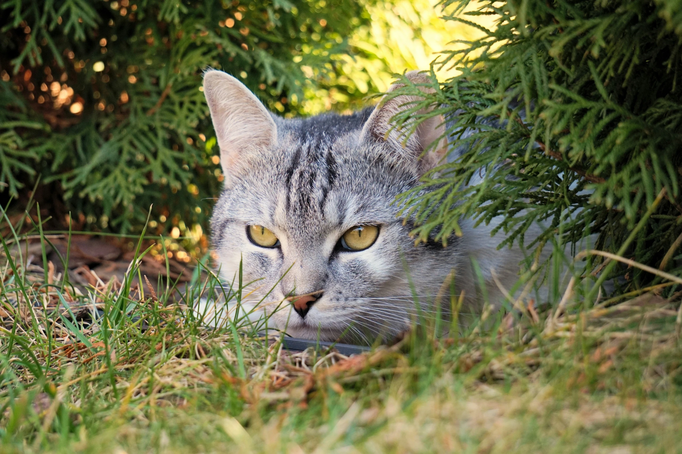 cat laying on the ground among plants in front of a tree