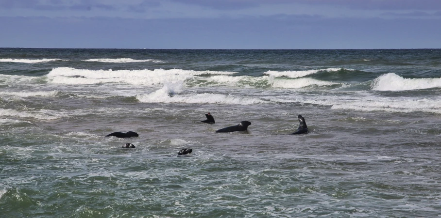 four dogs and two surfboarders playing in the ocean