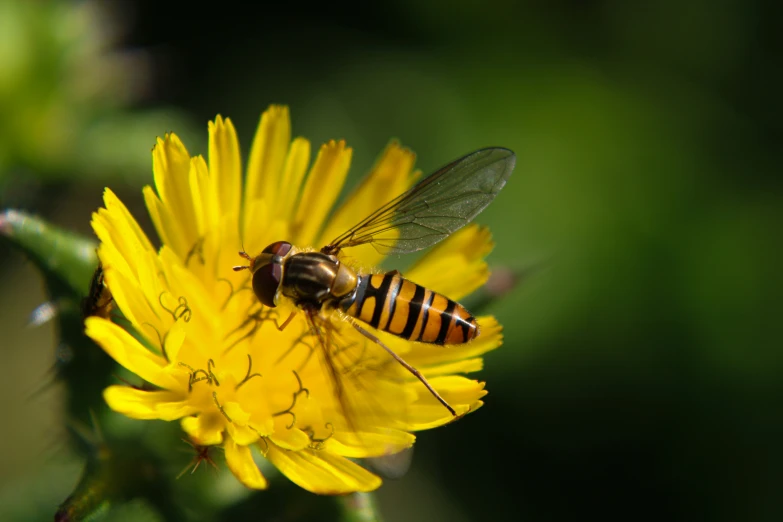 a hoverfeat is flying over a yellow flower