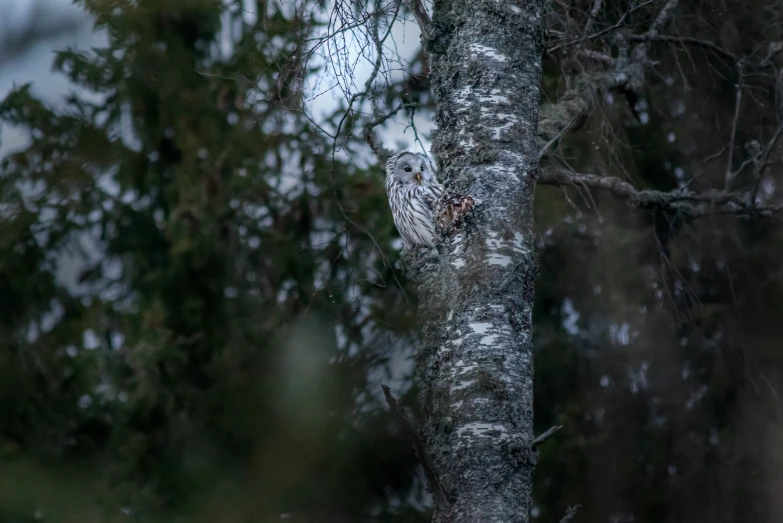 a big owl is perched in the middle of a tree