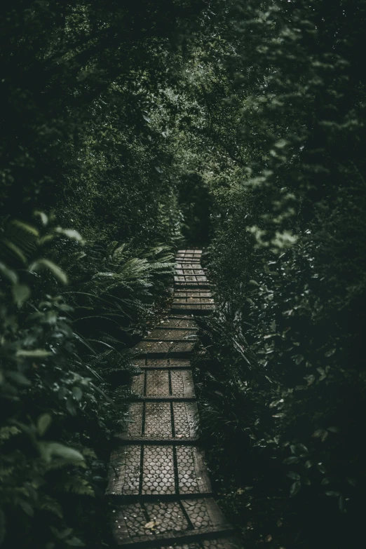 an image of a pathway going through trees