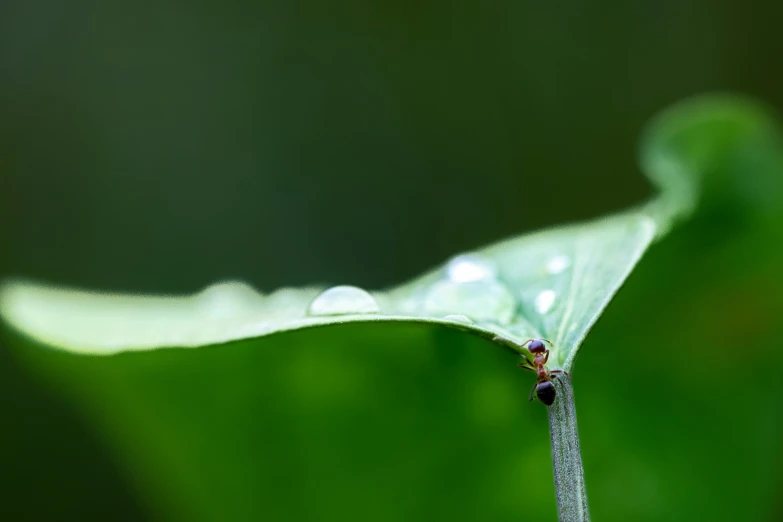 a bug that is on the end of a leaf