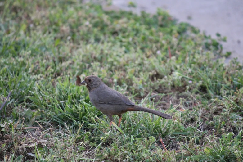 a bird on the ground near some grass