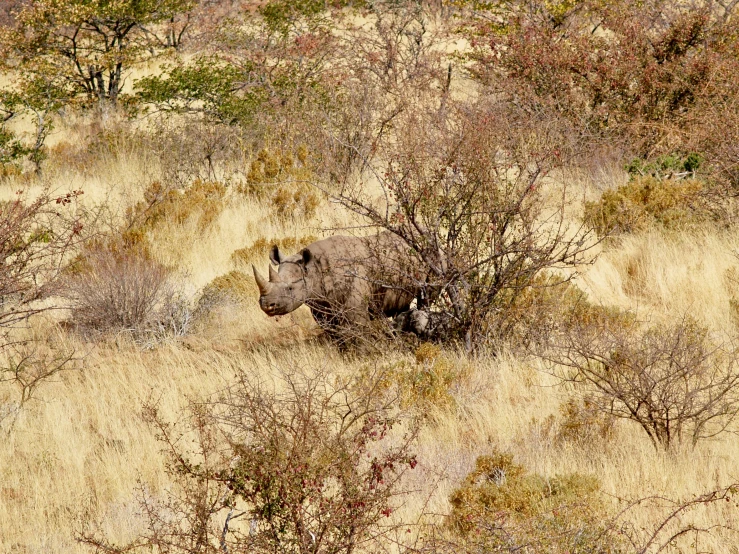 a rhino walking through tall dry brown grass