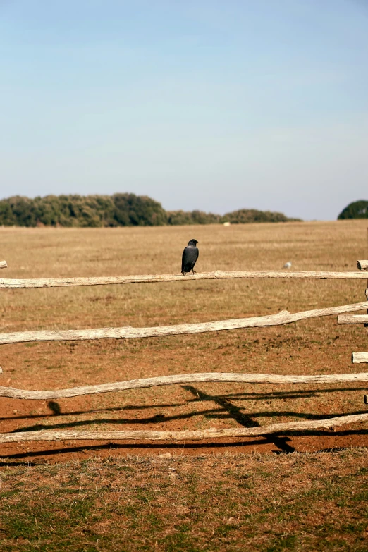 an animal is standing near a fence in the middle of a field