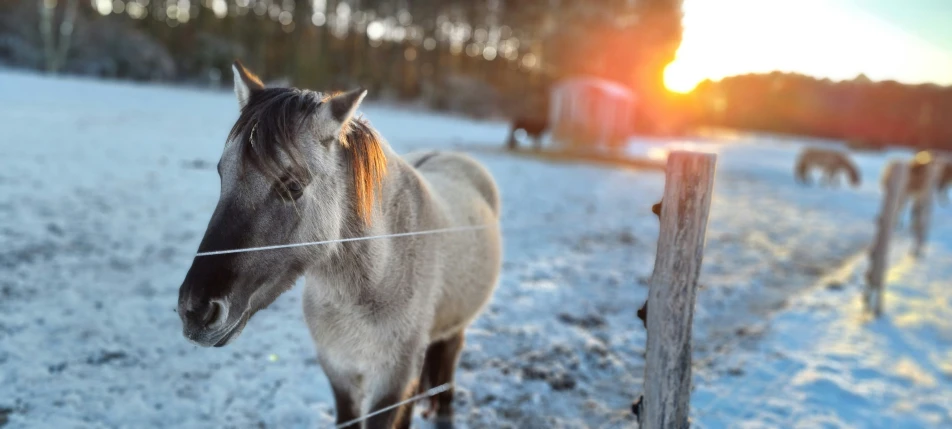 the horses in the pasture are grazing in the snow