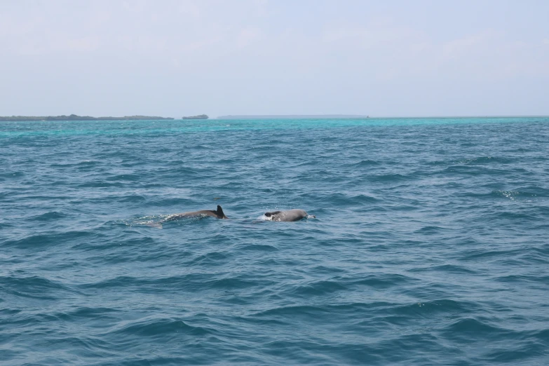 there are two dolphins in the water at ocean