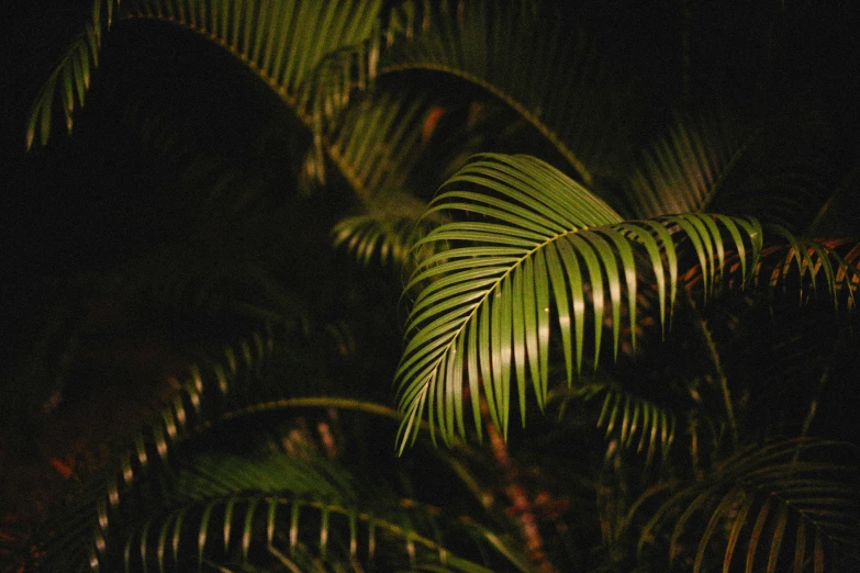 light shining on a tree with leaves at night