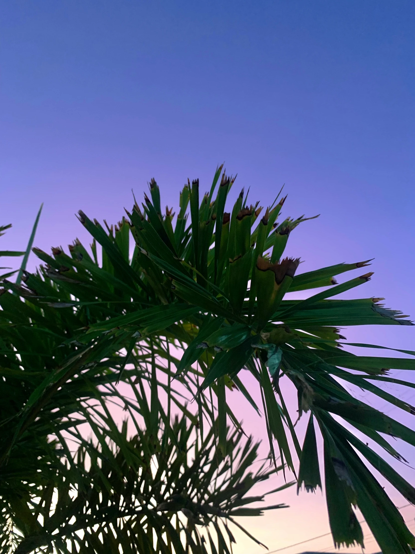 the view of the sky from behind a leafy tree