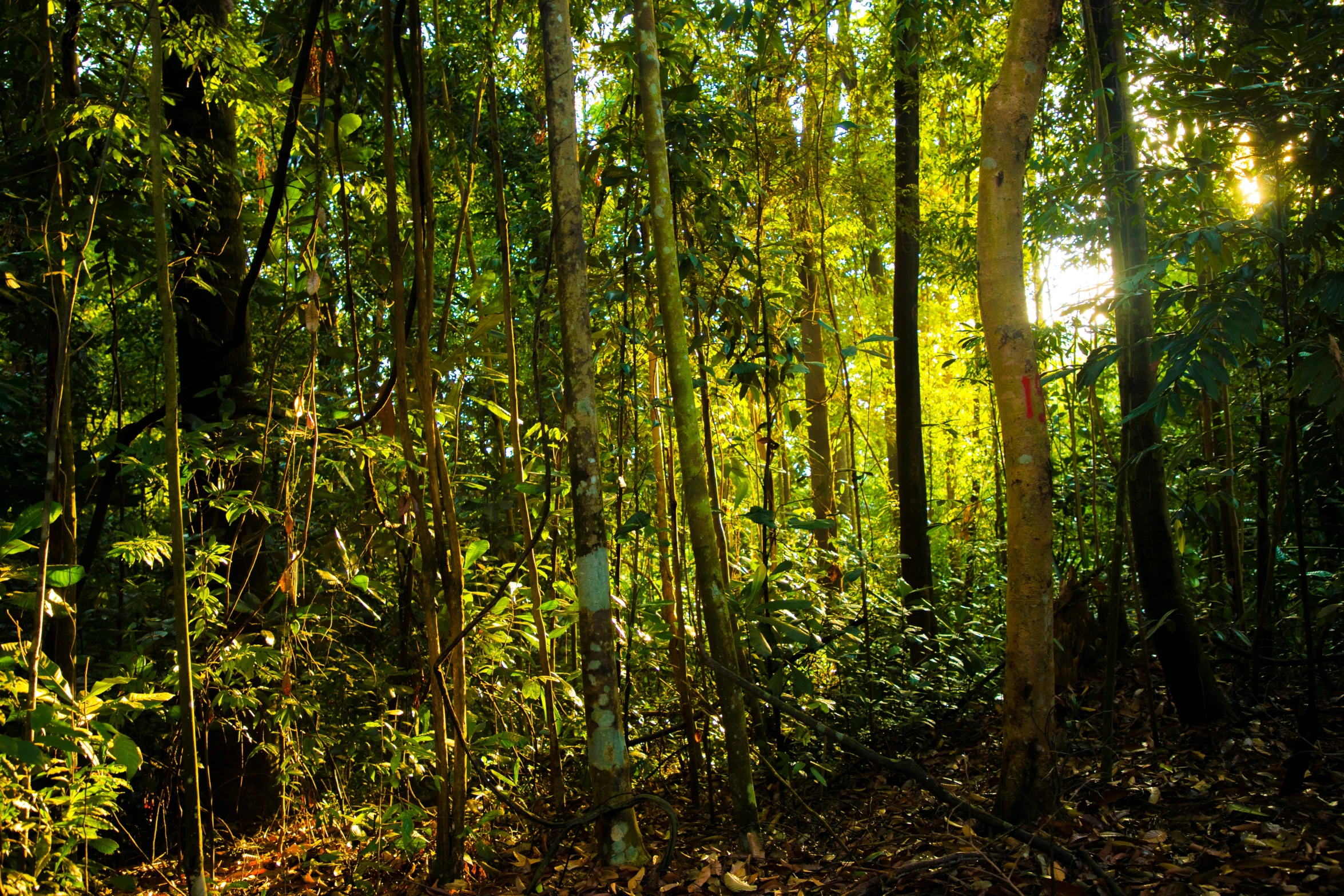 sun beams shine through the green leaves of the jungle