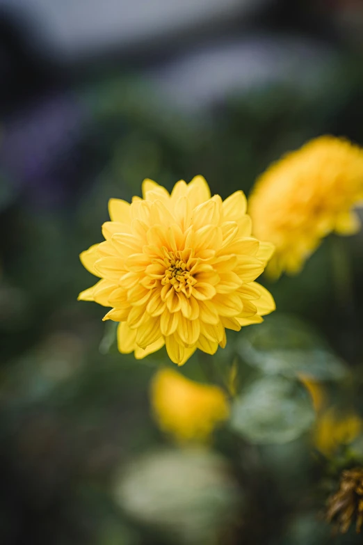 a bright yellow flower sits in the middle of a field