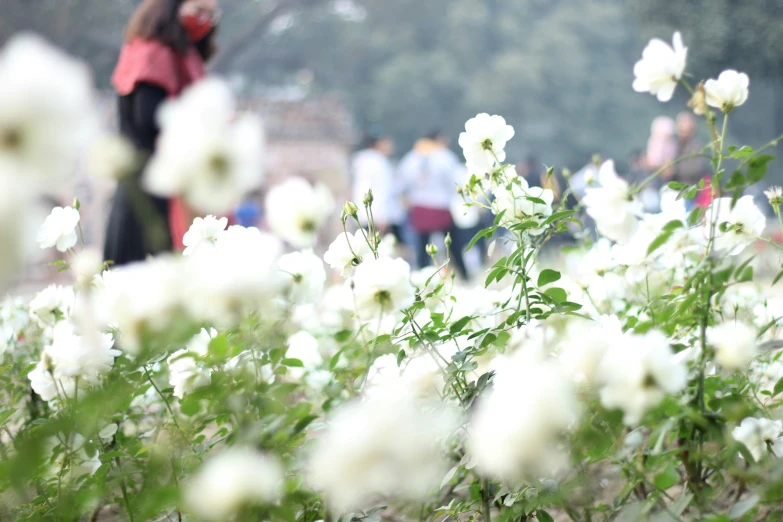 a couple of people walking around outside near flowers