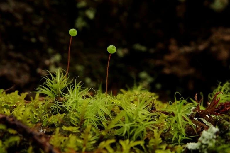 small green plants are growing in the moss