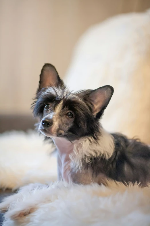 small dog sitting on white fur looking to the left