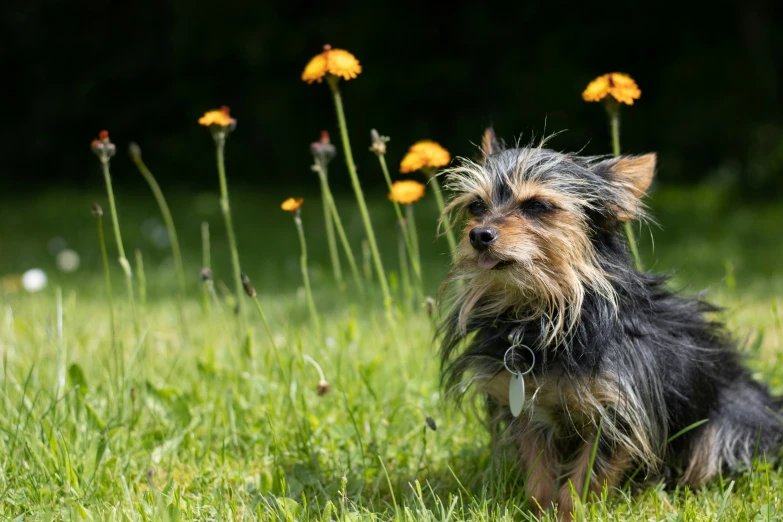 a small black and brown dog sitting in grass with daisies