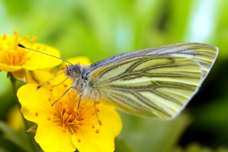 a erfly sitting on a flower with its wings spread