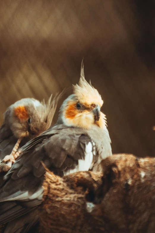 a bird with long hair sitting on top of a tree nch