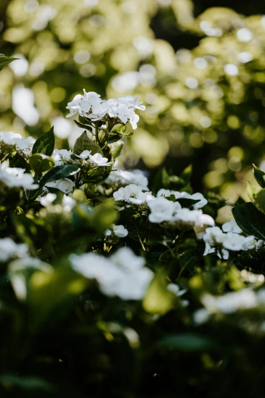 many white flowers are in the grass