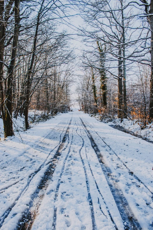 a snowy road through an open area that has many trees on either side