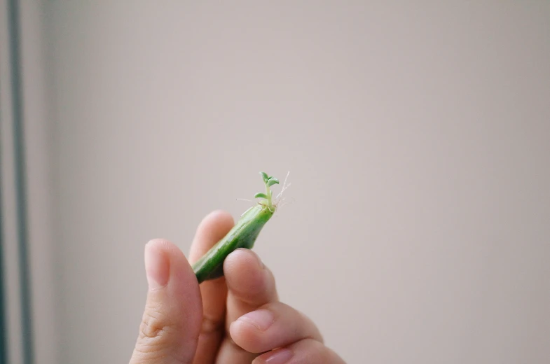 a person holding up a single green pea pod