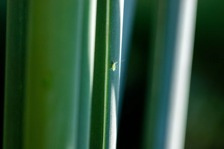 the side of an asian bamboo plant in a green house