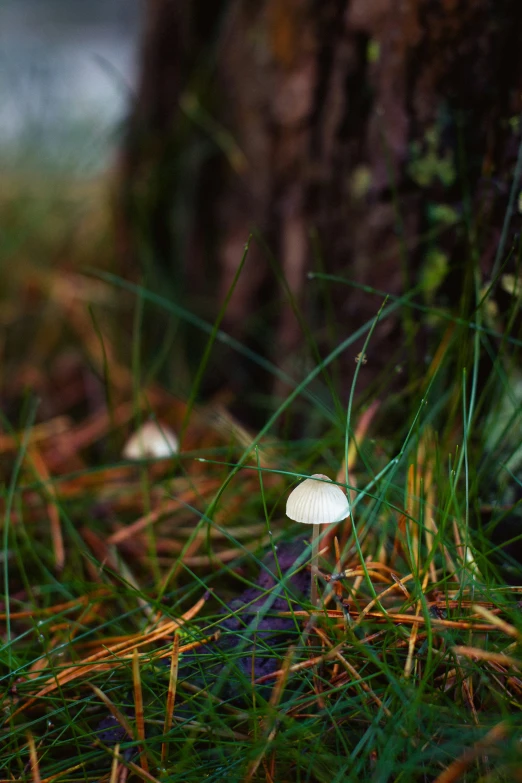 a white mushroom on the ground under a tree