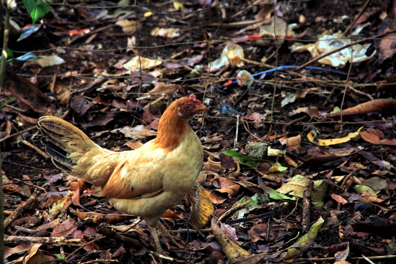 a chicken walks among the leaves and twigs