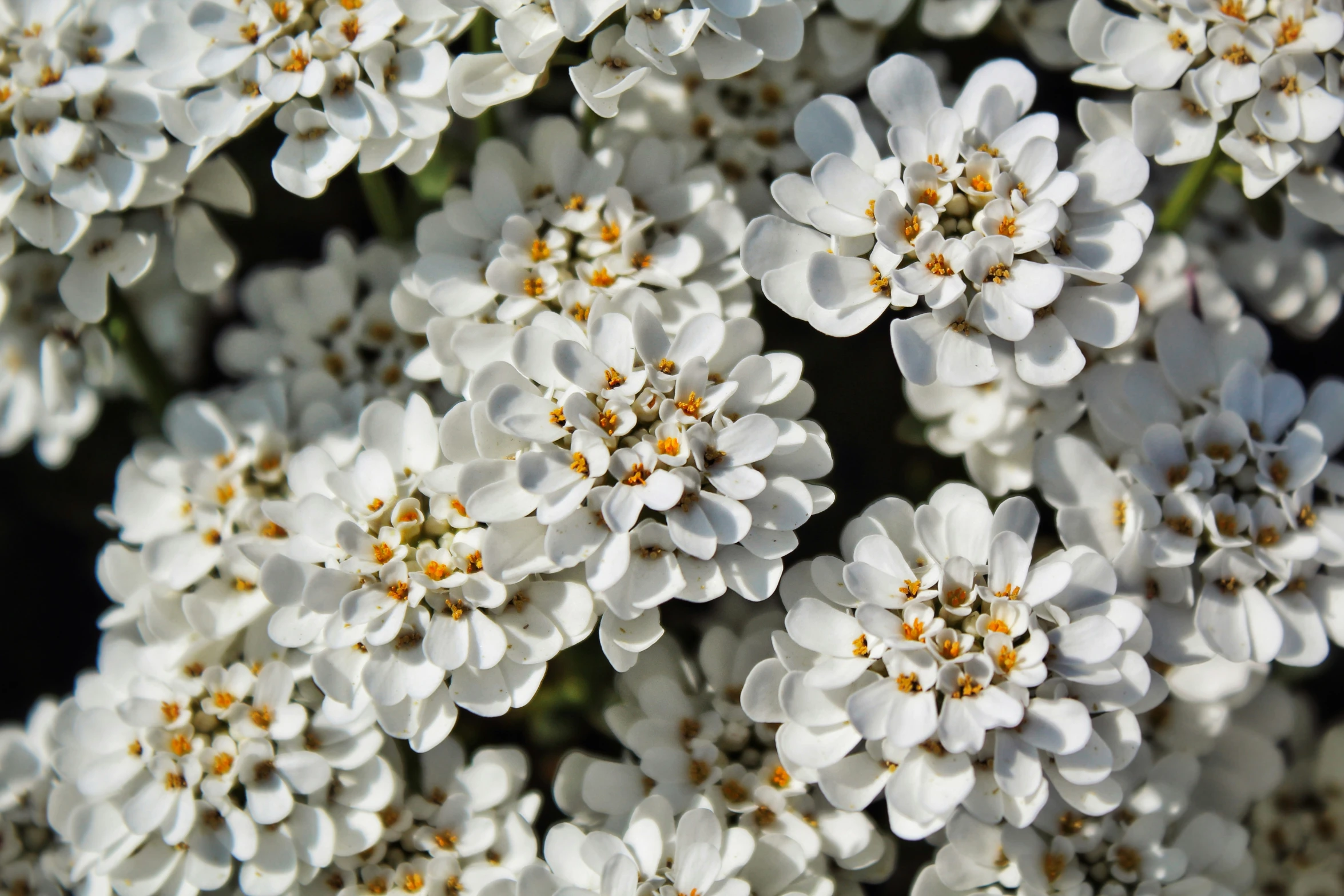 close up of flowers in bloom against black background