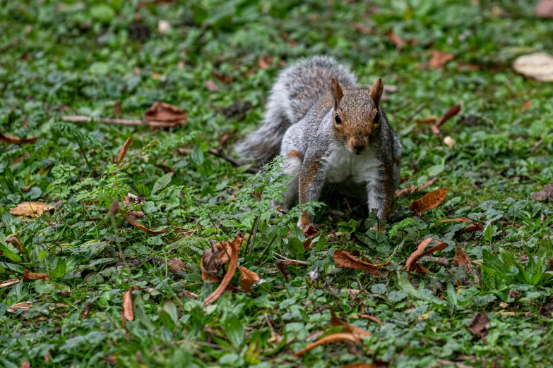 a small squirrel is standing alone in the grass