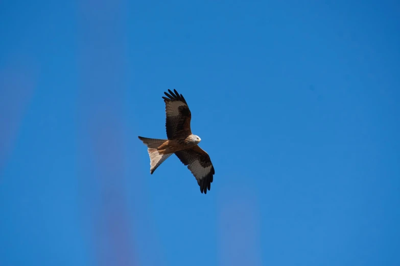 a bird flying through the air under a blue sky