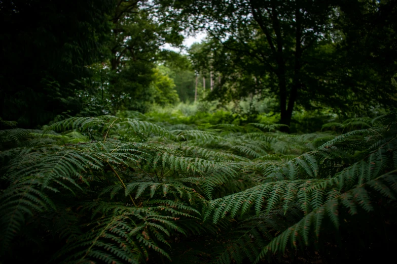 ferns are growing in a shaded place