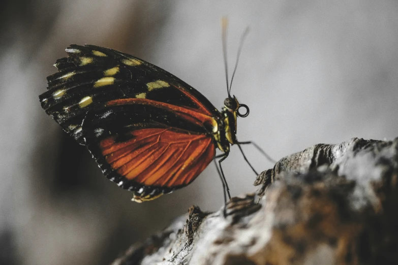 the erfly is sitting on the bark outside