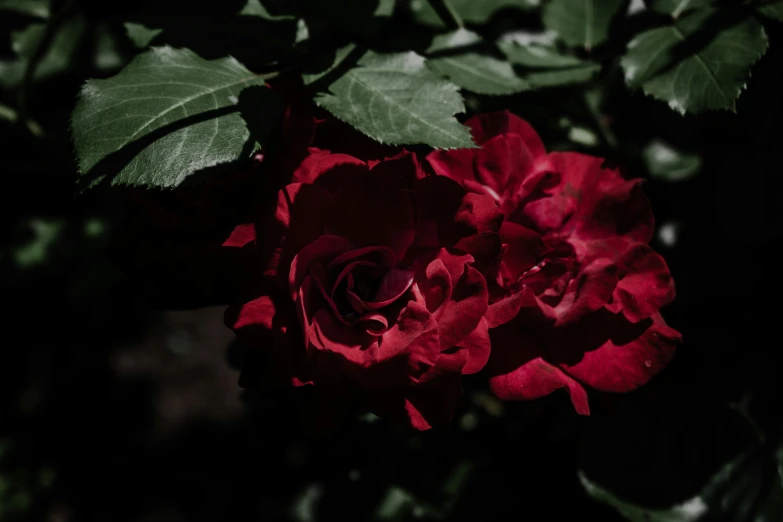 a red rose is glowing against the dark background