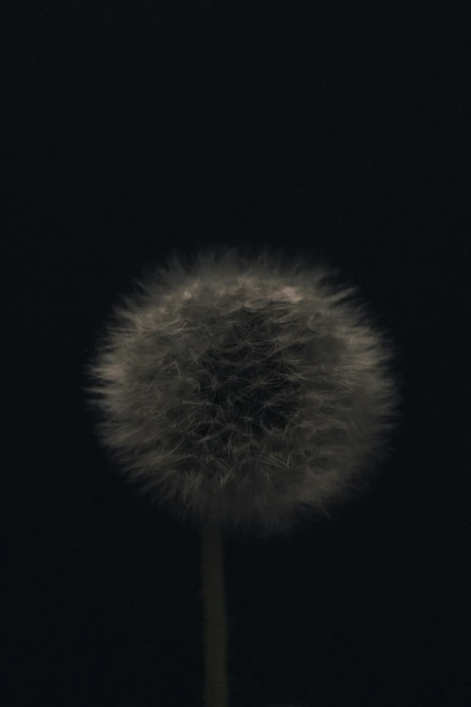 there is a closeup image of a dandelion