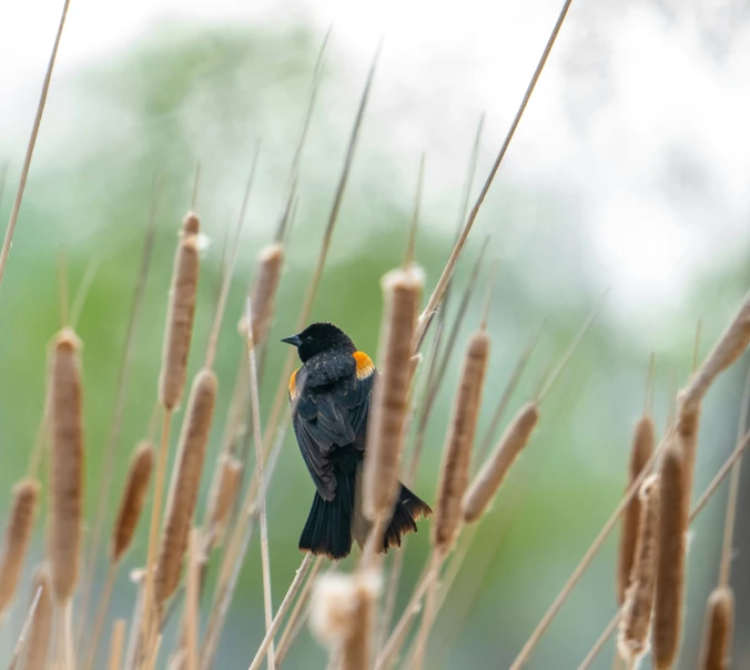 a black bird perched in a grassy area