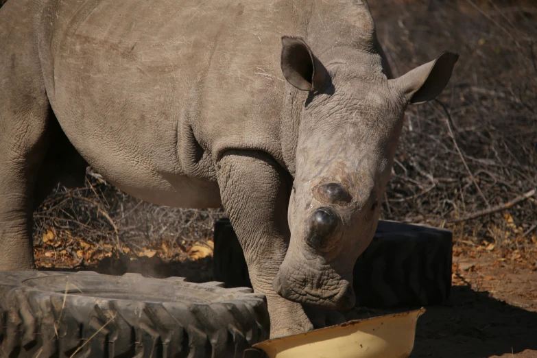 a rhino drinks water from a bucket in the sun