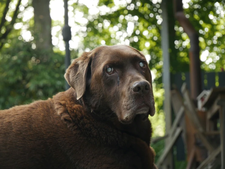 a large brown dog staring over the shoulder