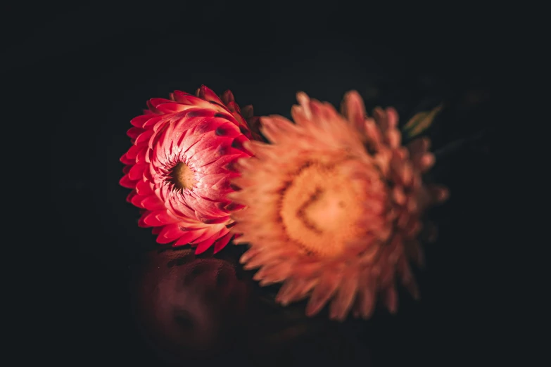 two red flowers sitting on top of a black counter