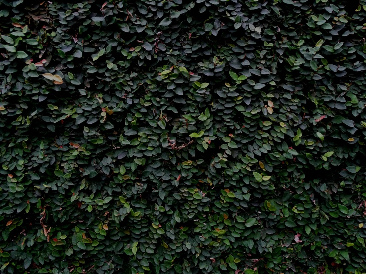 a close up of a green wall covered in many leaves