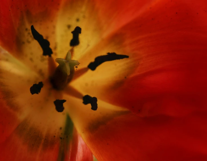 a closeup of a tulip flower, with the center yellow and red