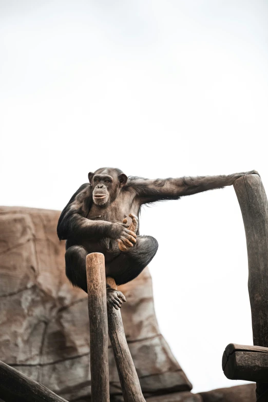 a stuffed gorilla stands on its hind legs and holds on to the railing