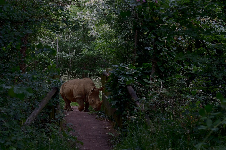 a rhino standing in the middle of a tunnel of green trees