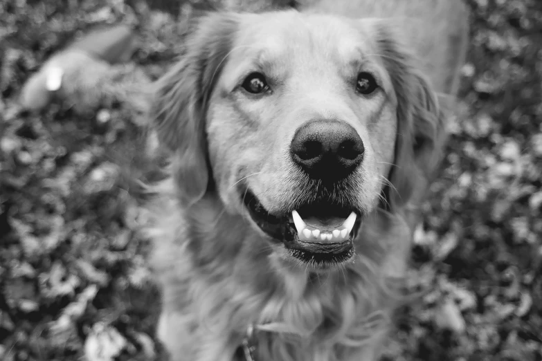 a dog is looking up at the camera