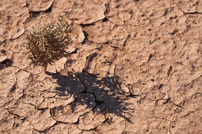 a small tree that is standing on the dirt