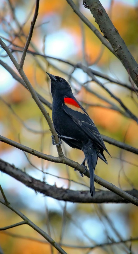 a bird with red on the tip of its head perched on a nch