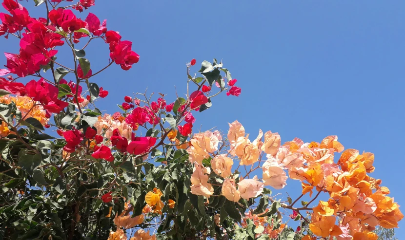 multi colored flowers against the clear blue sky